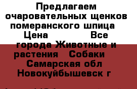 Предлагаем очаровательных щенков померанского шпица › Цена ­ 15 000 - Все города Животные и растения » Собаки   . Самарская обл.,Новокуйбышевск г.